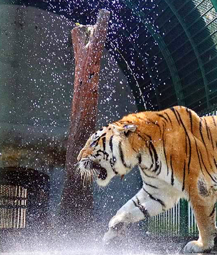 tiger_museum&zoo_thiruvananthapuram